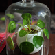 Illustration for article titled Houseplant Post